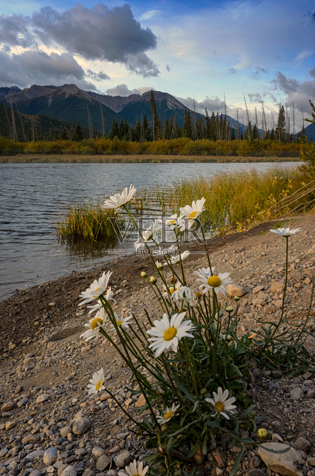 夕阳下的班夫国家公园里的伦德尔山照片摄影图片