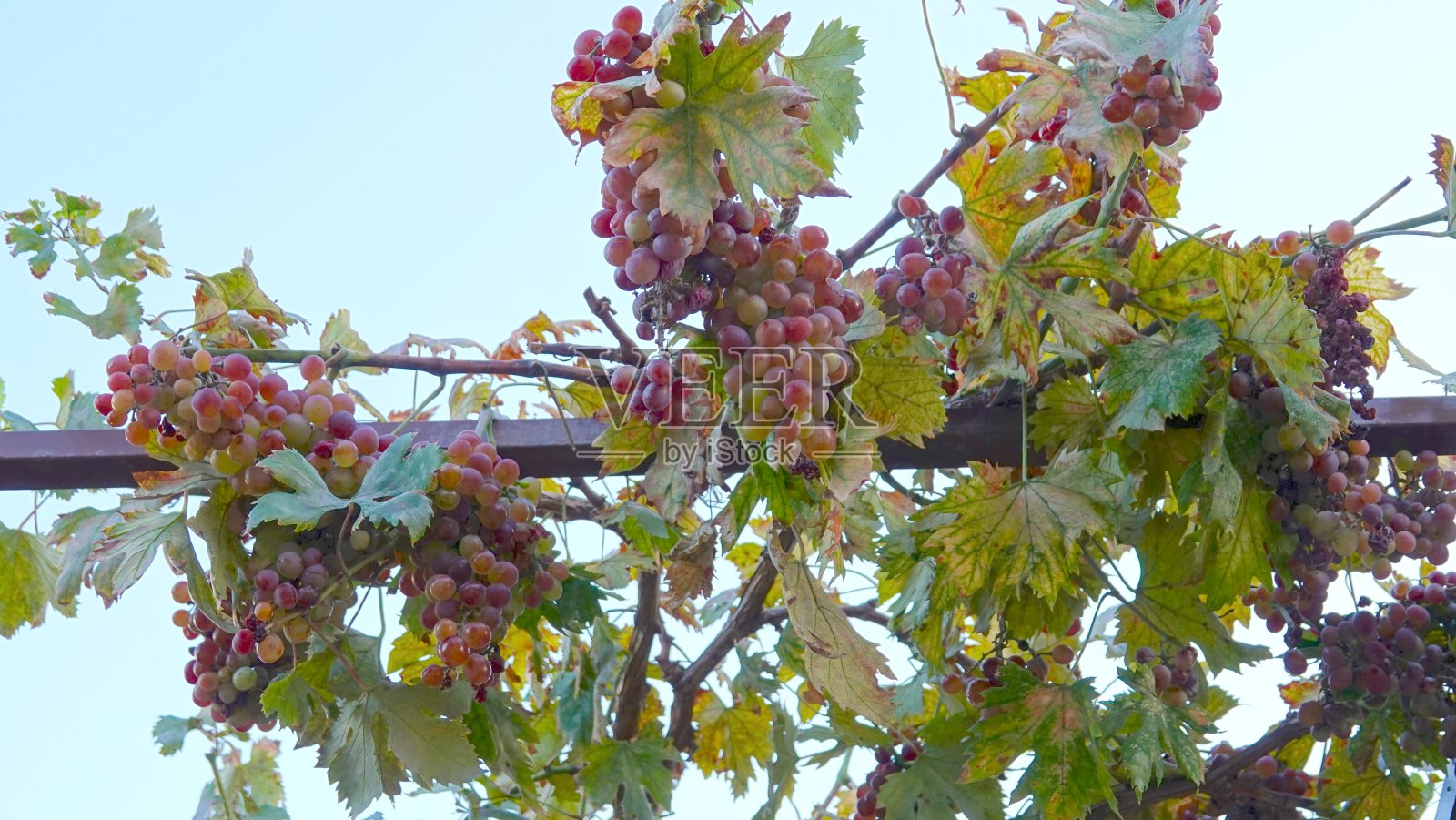 准备收获的葡萄挂在藤上照片摄影图片