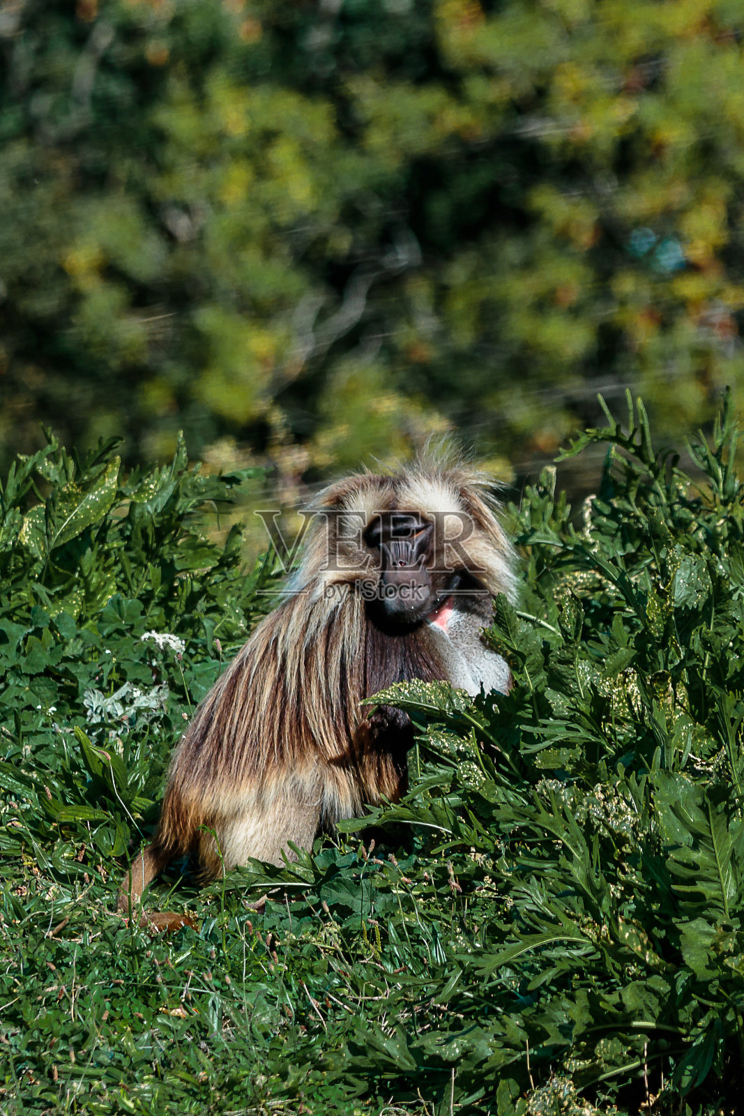 猴子的照片摄影图片