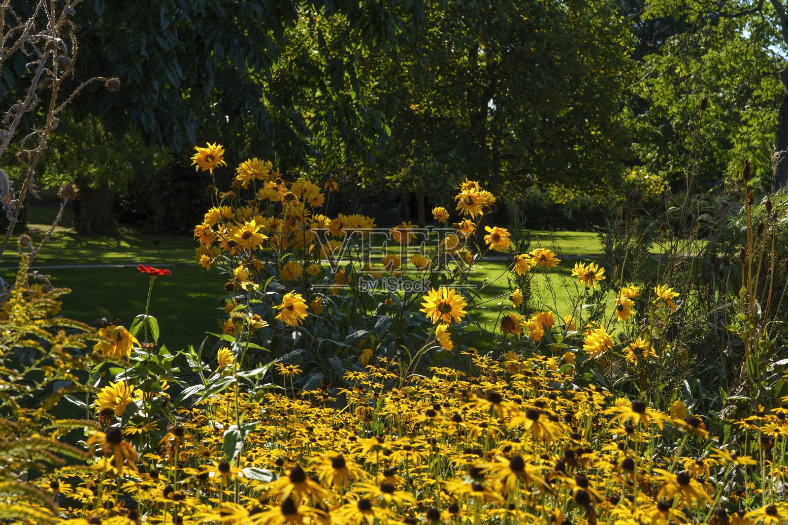 美丽明亮的黄色花朵在英国的边界照片摄影图片