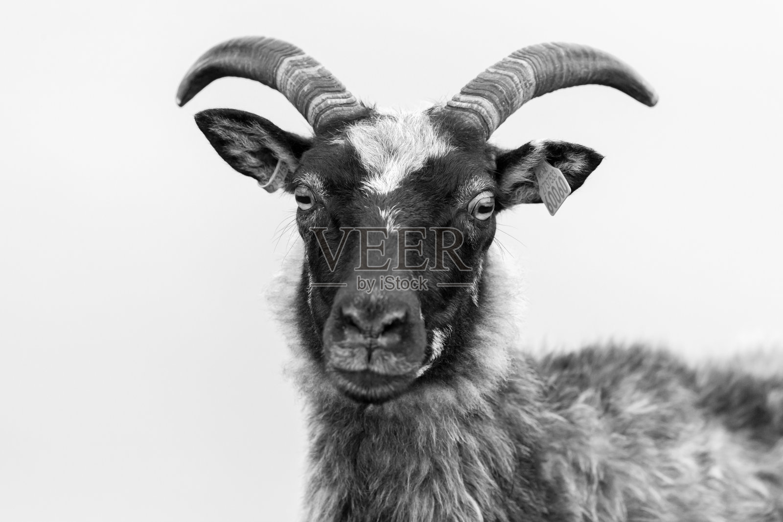 公羊正面观画像在润德。照片摄影图片