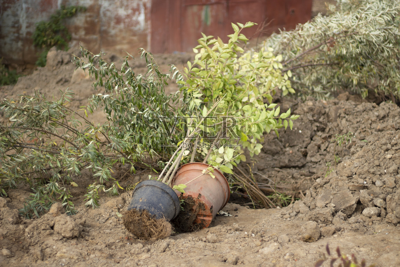在地上种一棵树。在地里种幼苗。照片摄影图片