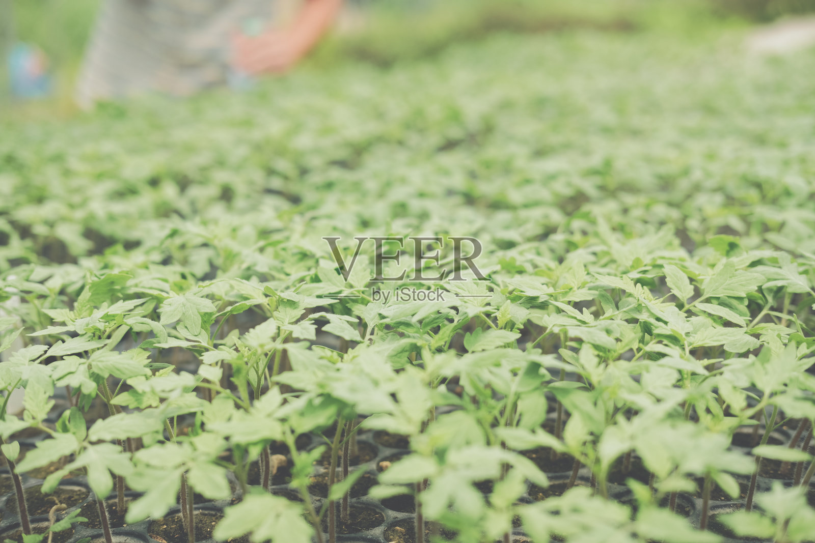 苗圃温室内种植的蔬菜芽苗植物照片摄影图片