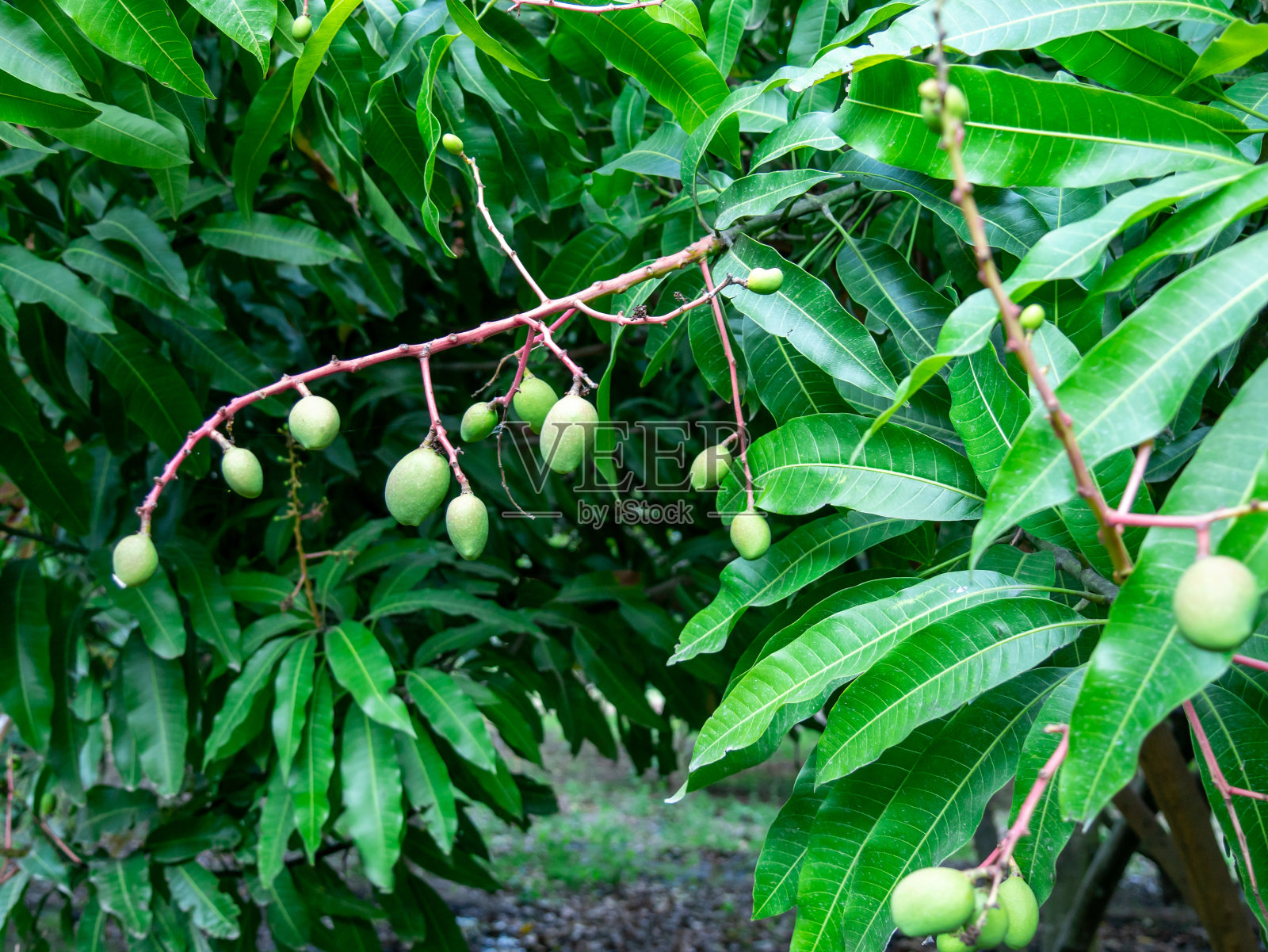芒果树和花，小芒果生长，晴天照片摄影图片