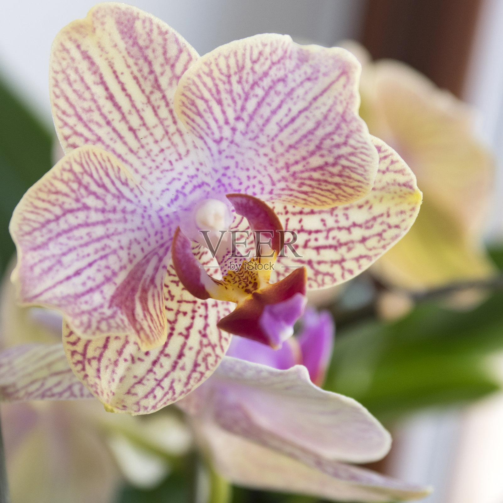 美丽的白色和粉红色兰花单花盛开的室内蝴蝶兰，点缀着淡黄色的花瓣照片摄影图片