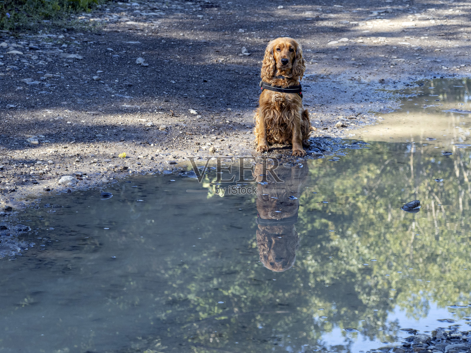 小狗幼小的英国可卡犬在水里照片摄影图片