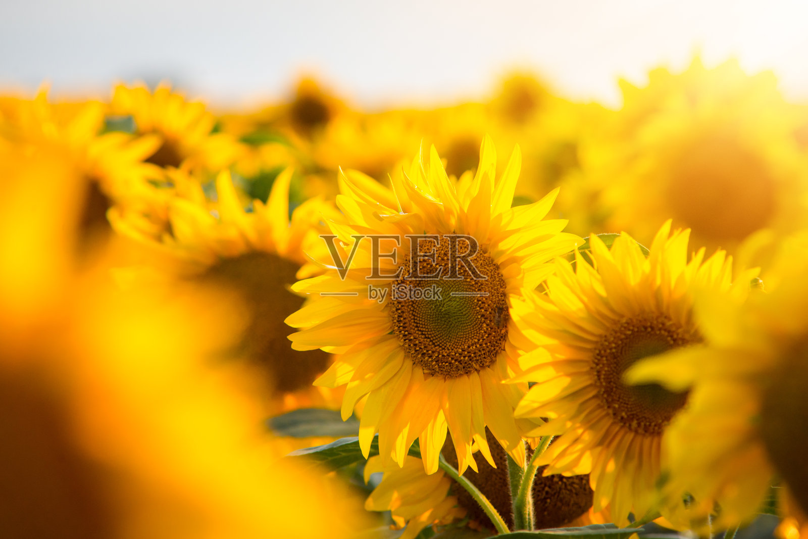 大田里的一排向日葵照片摄影图片