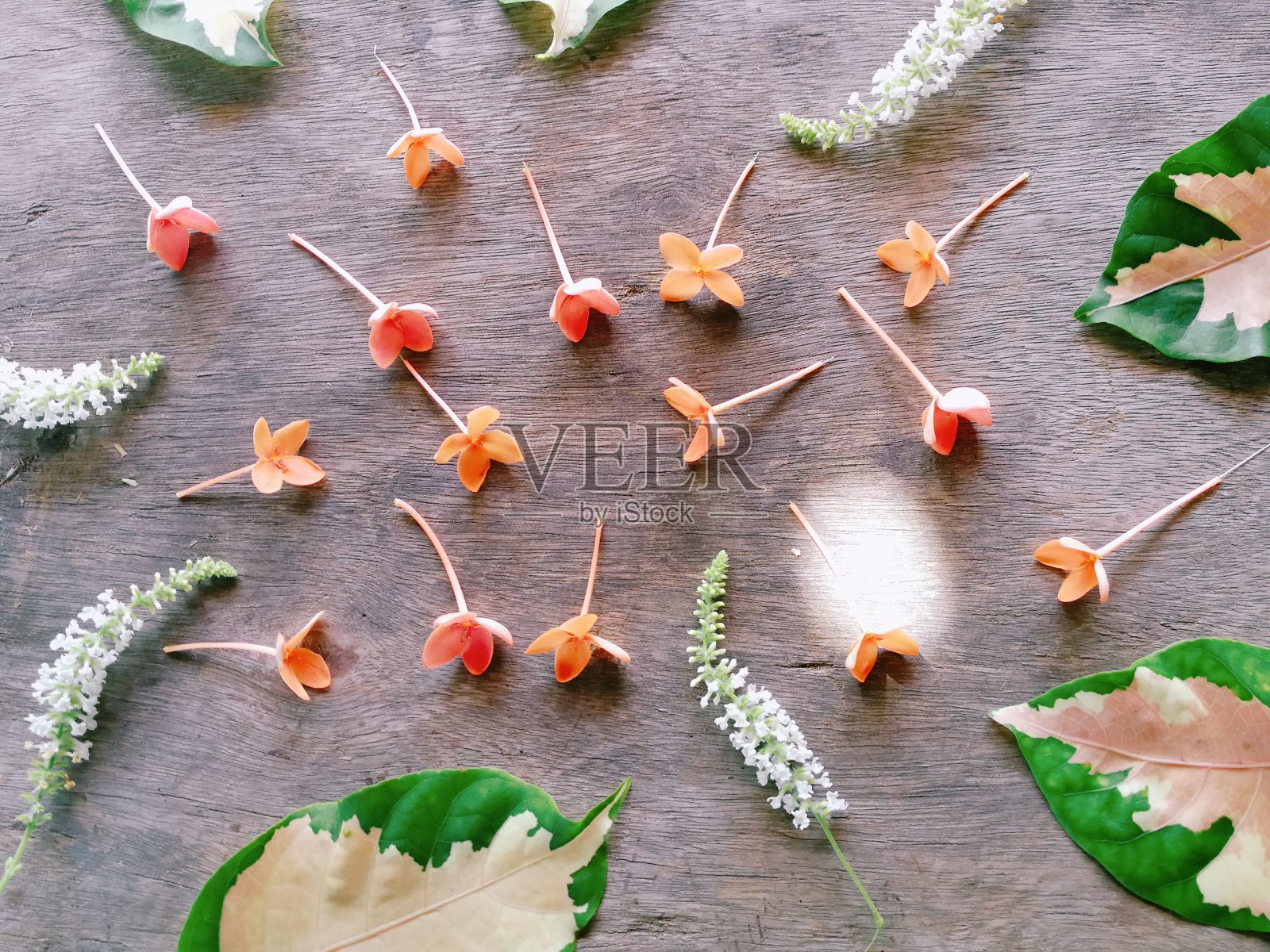 木背景上的秋叶照片摄影图片