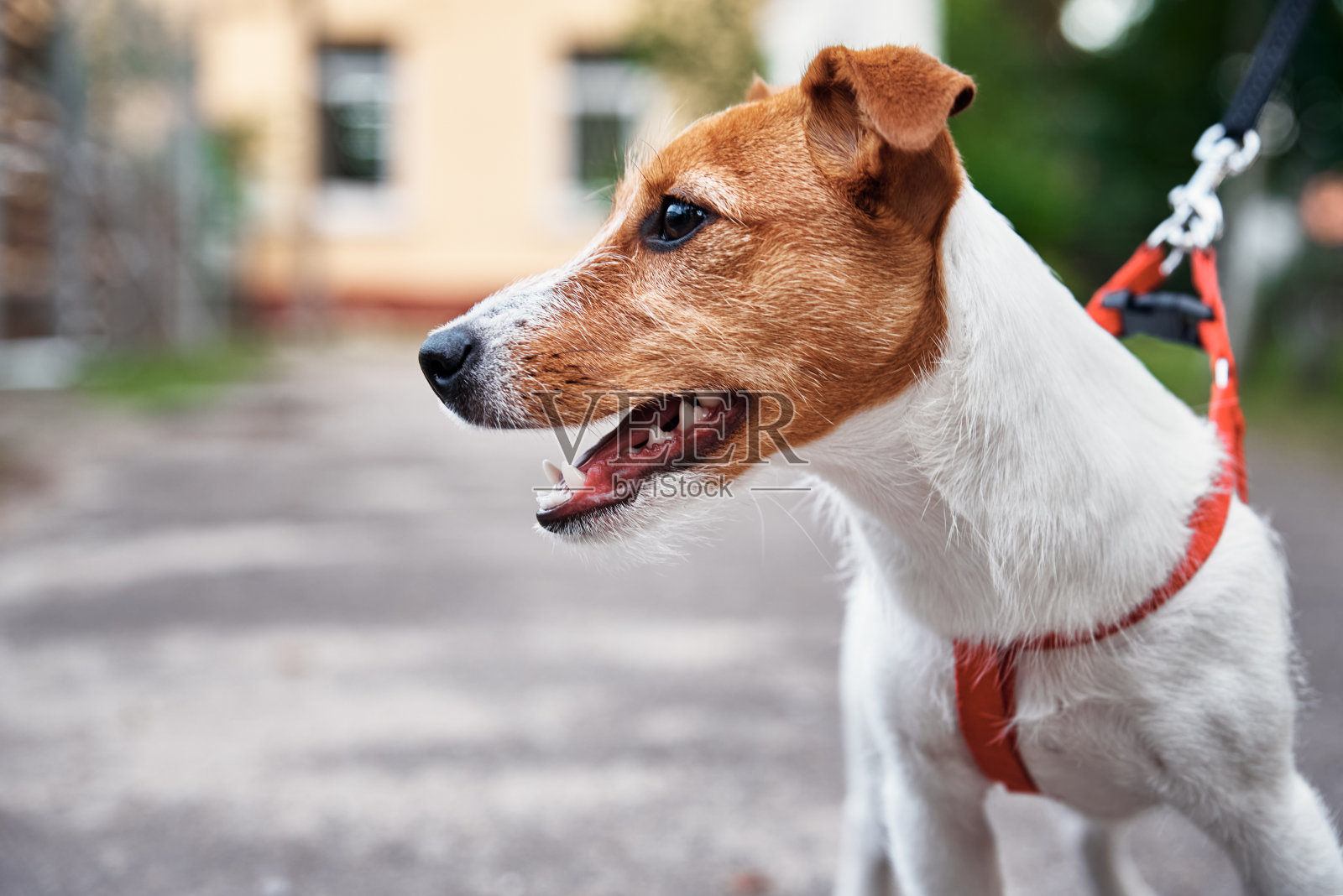 狗肖像。杰克罗素梗在户外散步照片摄影图片
