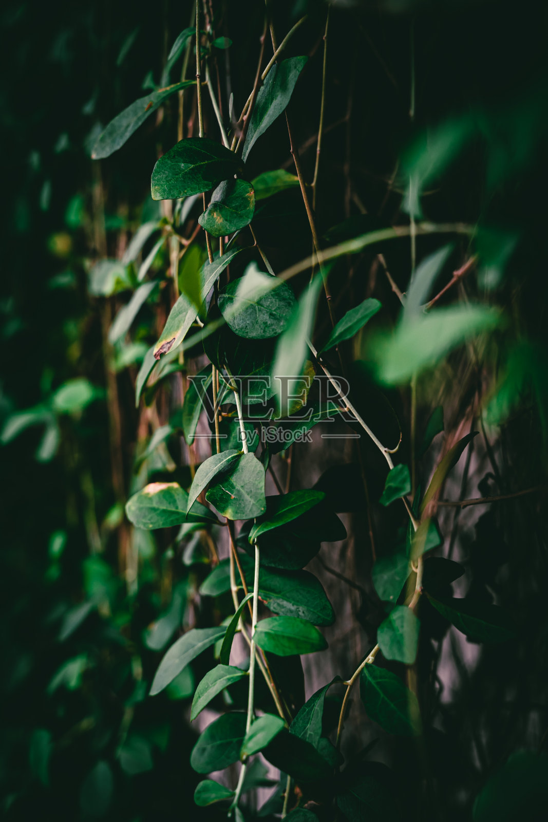 深绿色的叶子和背景照片摄影图片