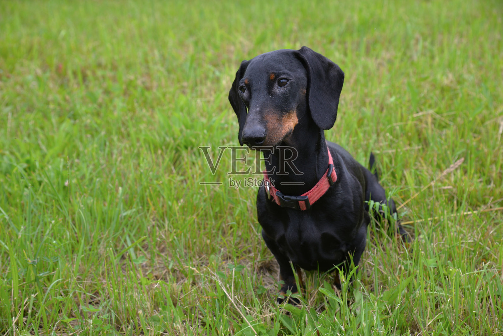 阳光明媚的日子里，草原上的黑色和棕色腊肠犬照片摄影图片