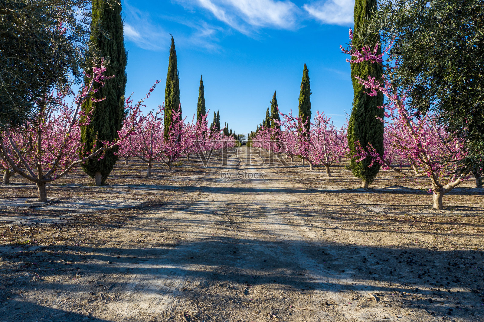 西班牙穆尔西亚地区Mirador El Horno的Cieza的桃花照片摄影图片