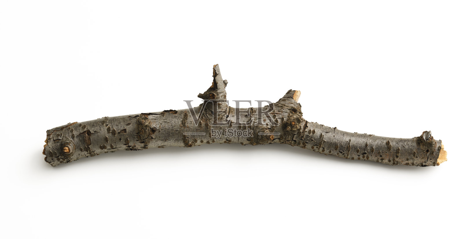 孤立的拍摄干燥的树枝在白色的背景。照片摄影图片