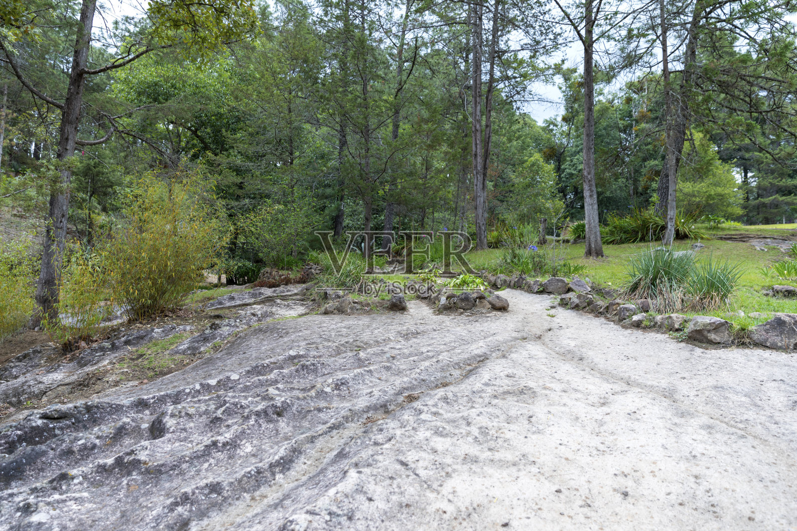 Mazmitla美丽的绿色森林照片摄影图片