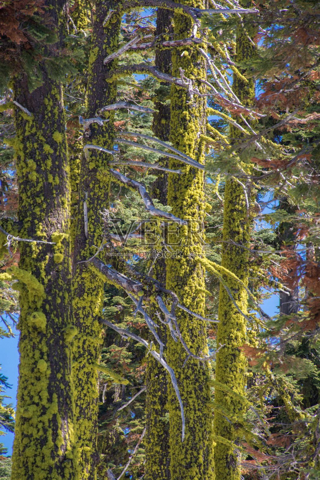 拉森火山的一种亮绿色苔藓照片摄影图片