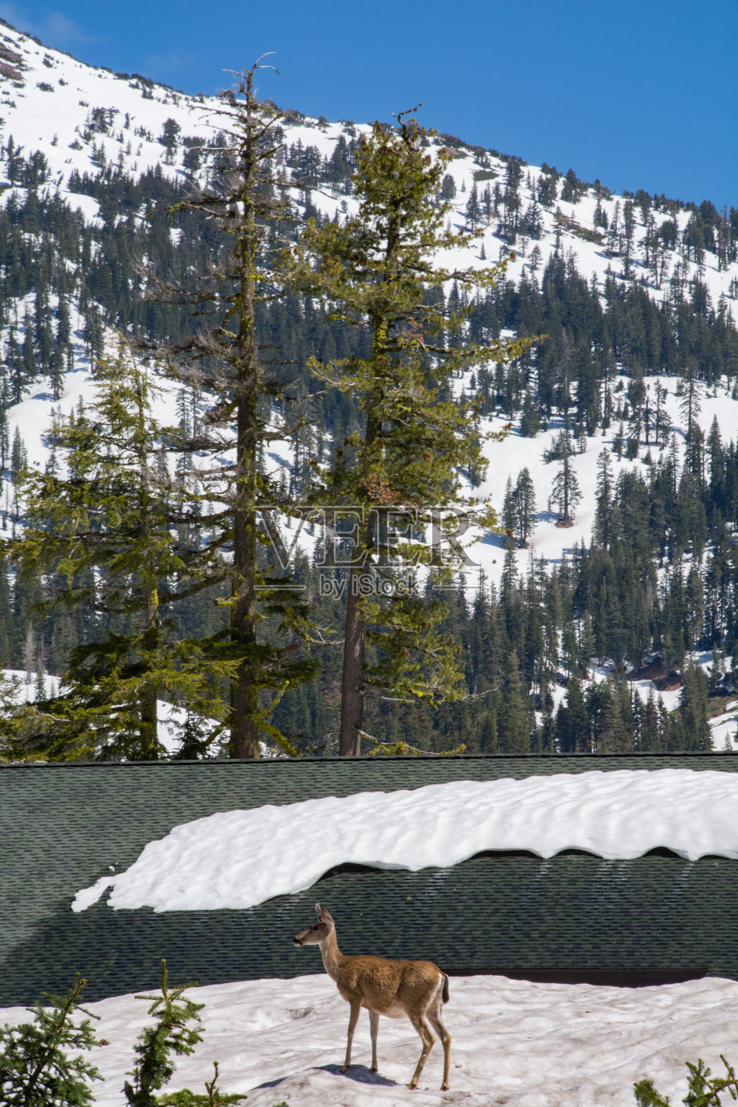 鹿在高高的雪堆上照片摄影图片