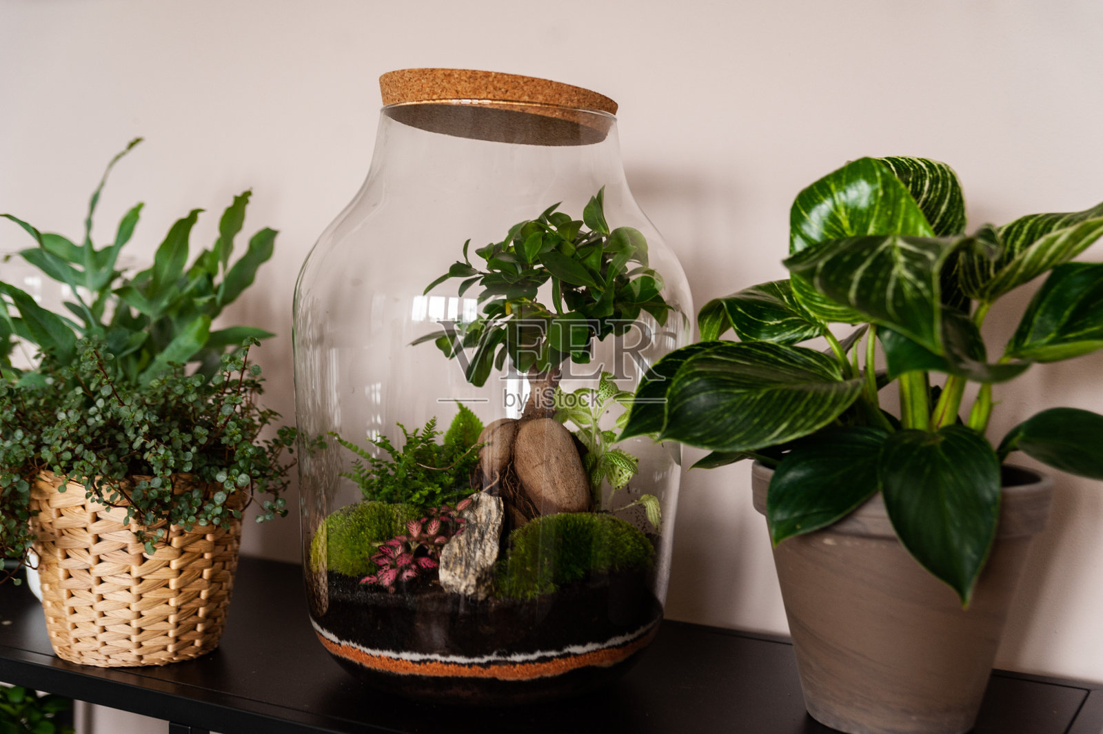 美丽的罐子活森林与自我生态系统，盆景，森林在一个罐子照片摄影图片