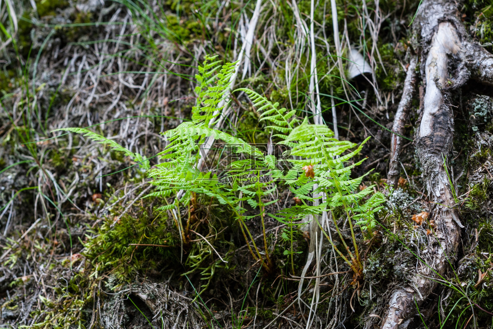 森林中生长的树木照片摄影图片