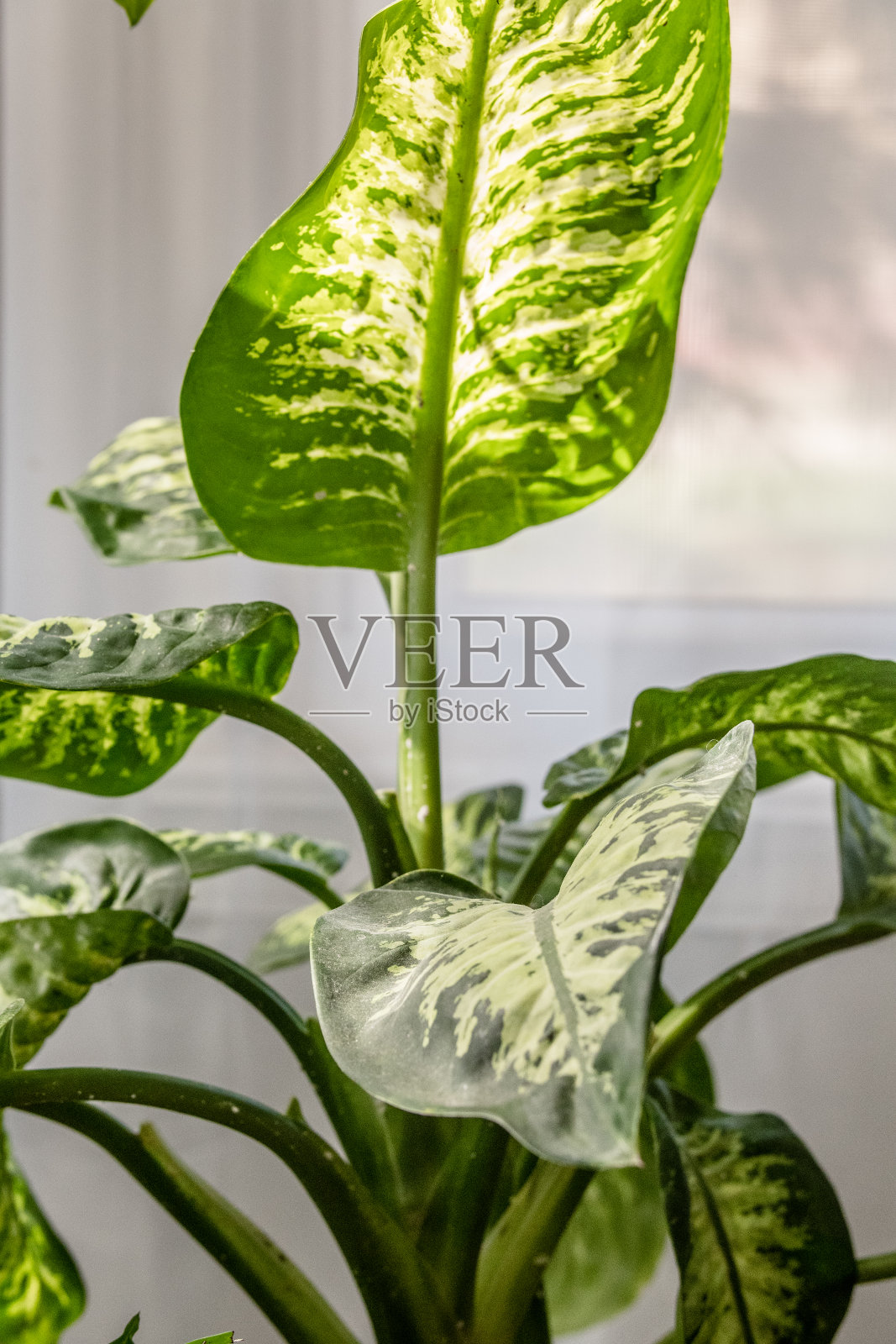 背光无花果盆栽室内植物照片摄影图片