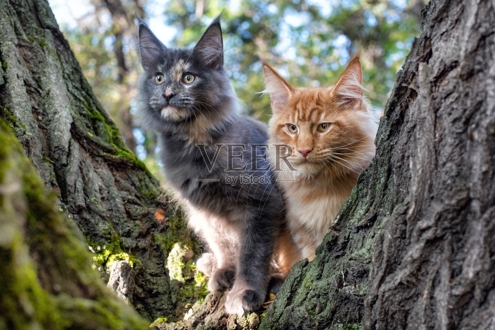 大的蓝色和红色的缅因猫小猫坐在树上。照片摄影图片