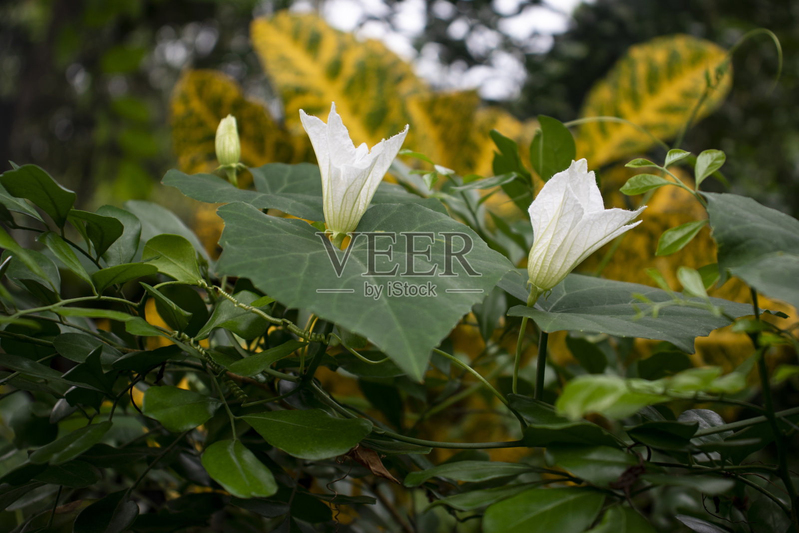 葫芦科红瓜照片摄影图片