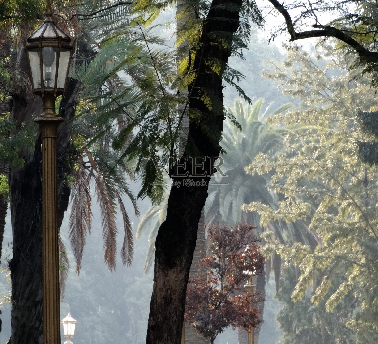 广场上的灯笼照片摄影图片