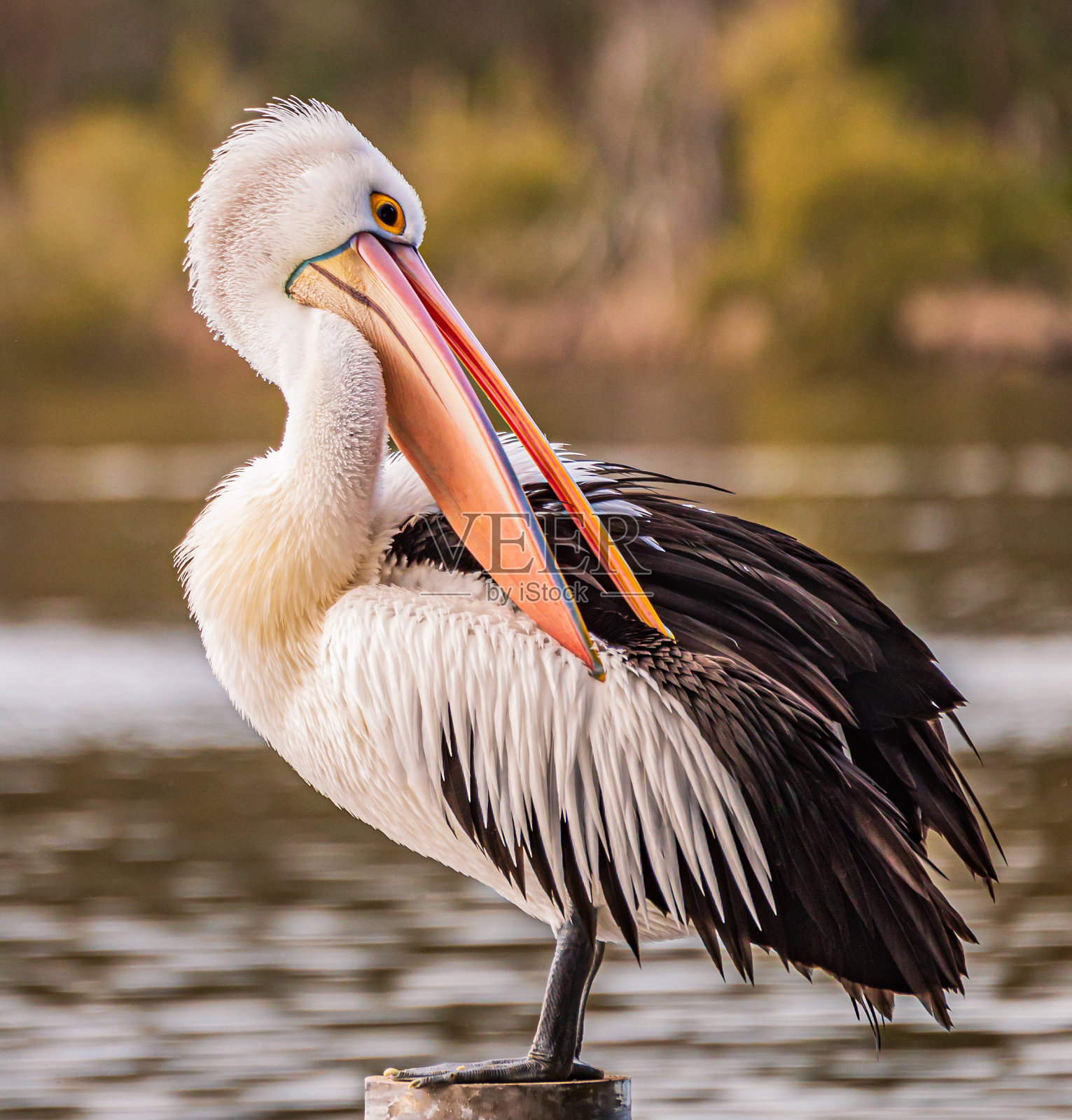 鹈鹕照片摄影图片