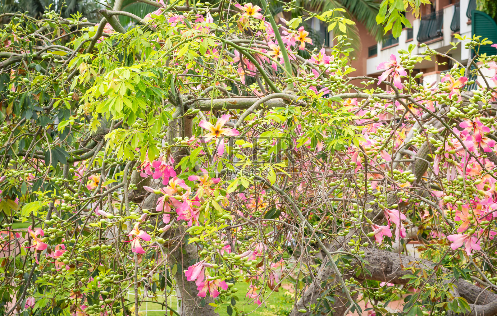 观丝棉树花照片摄影图片