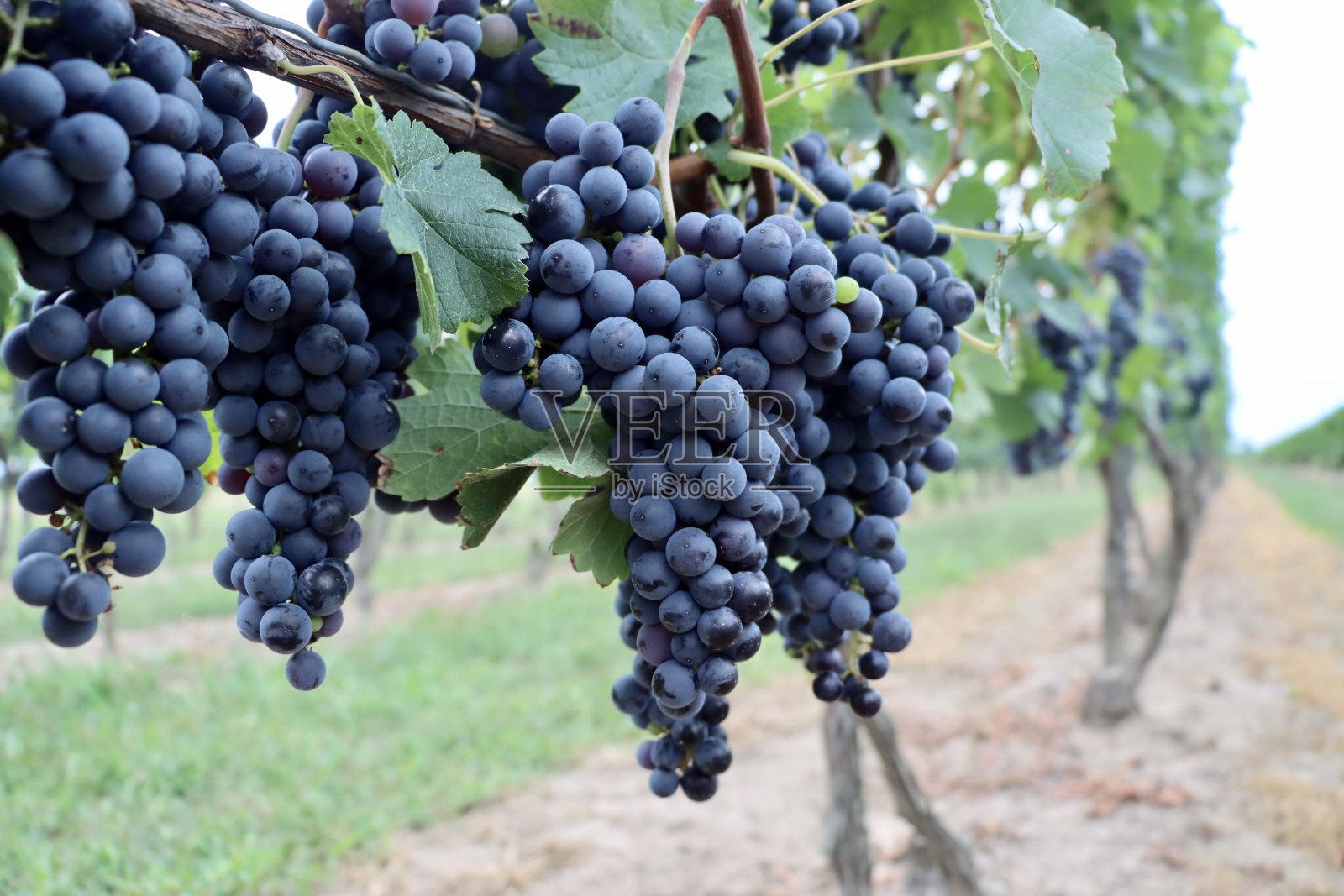 葡萄藤上的葡萄。照片摄影图片