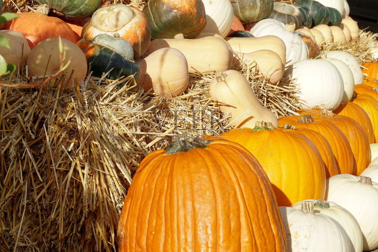 农场中成行排列的各种可食用的南瓜或南瓜。典型的秋季装饰以暖色作为万圣节和感恩节的象征。照片摄影图片
