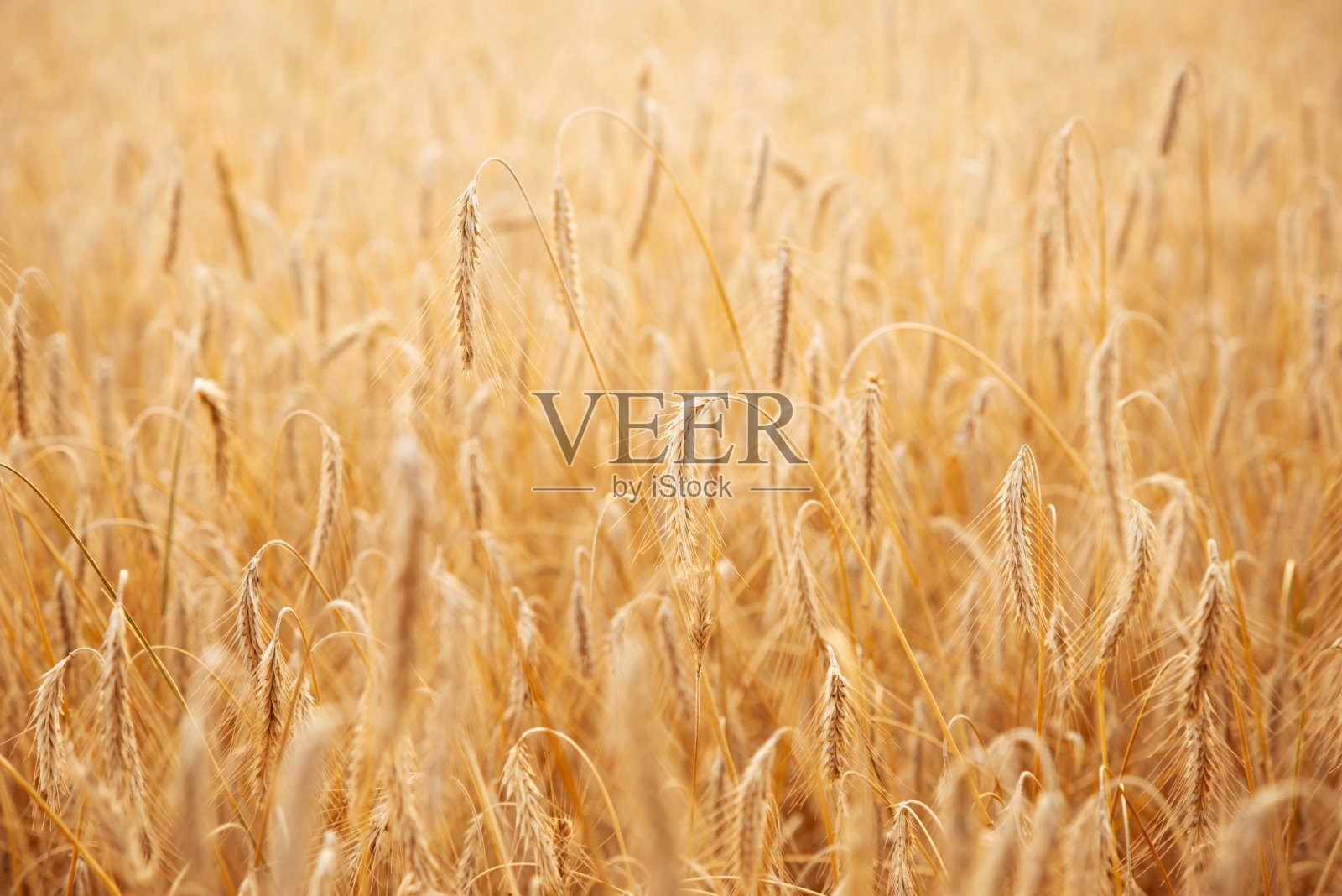 准备收割的成熟黑麦田照片摄影图片