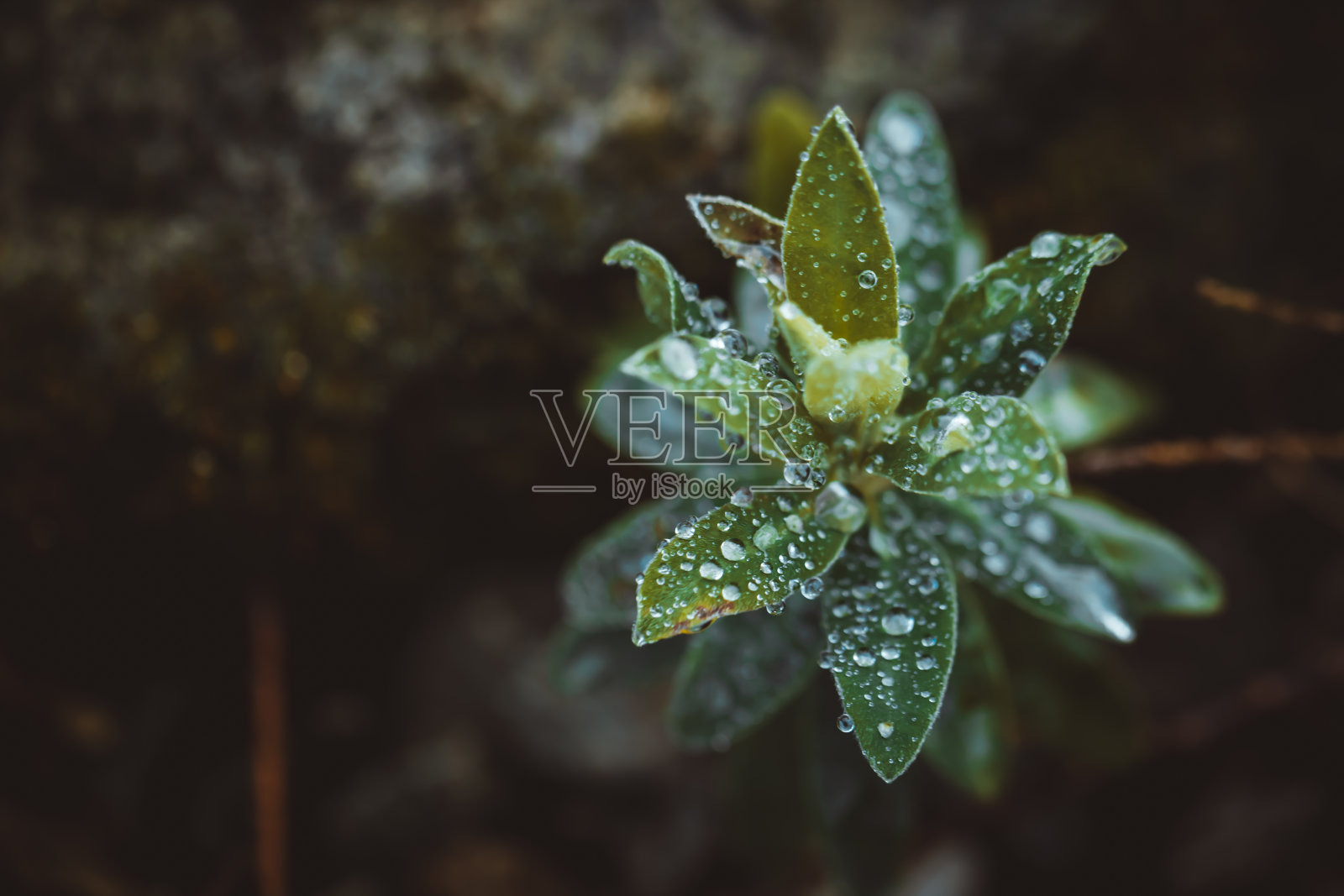 小雨打在树叶照片摄影图片
