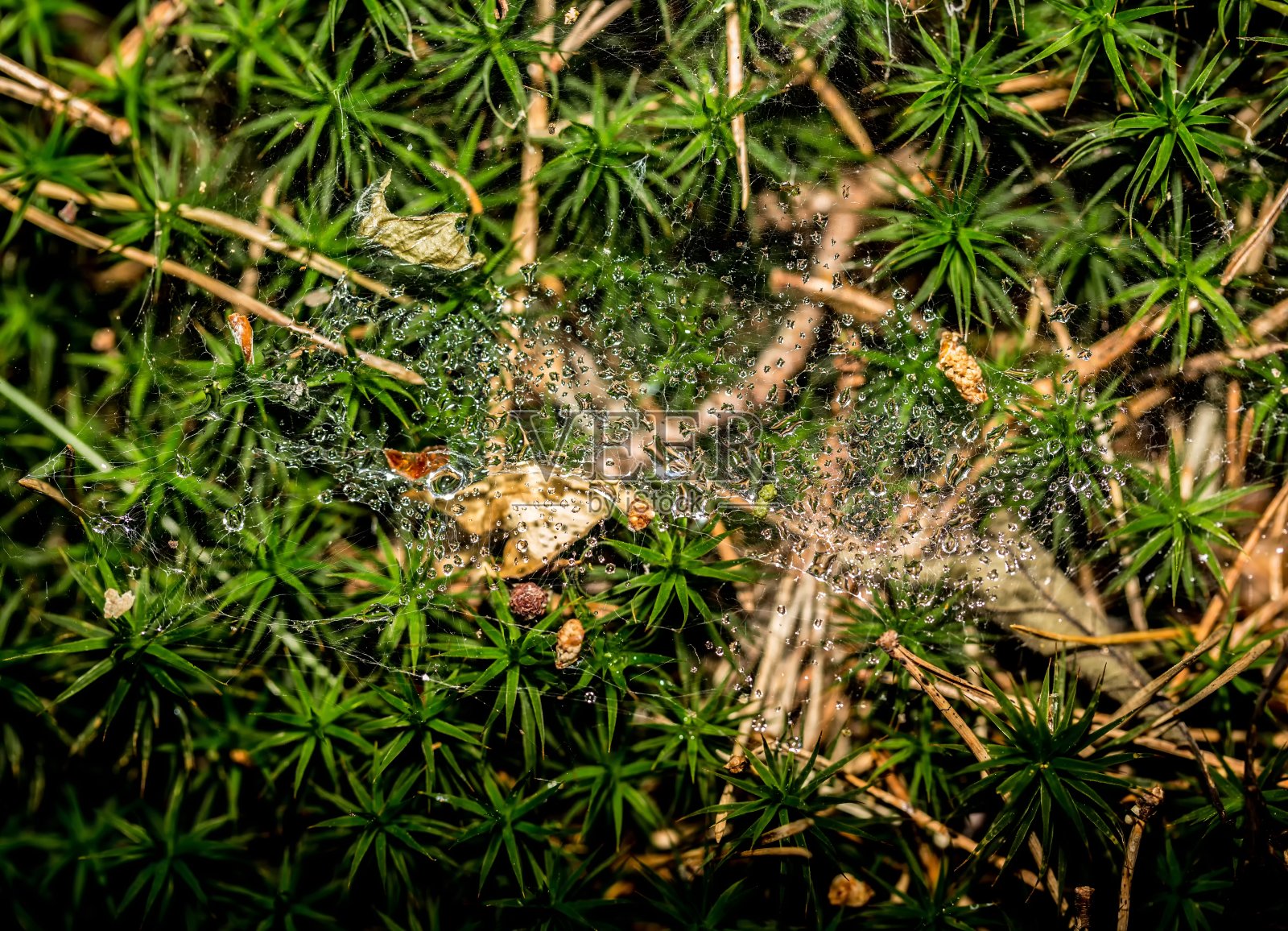 太阳下有水滴的蜘蛛网照片摄影图片