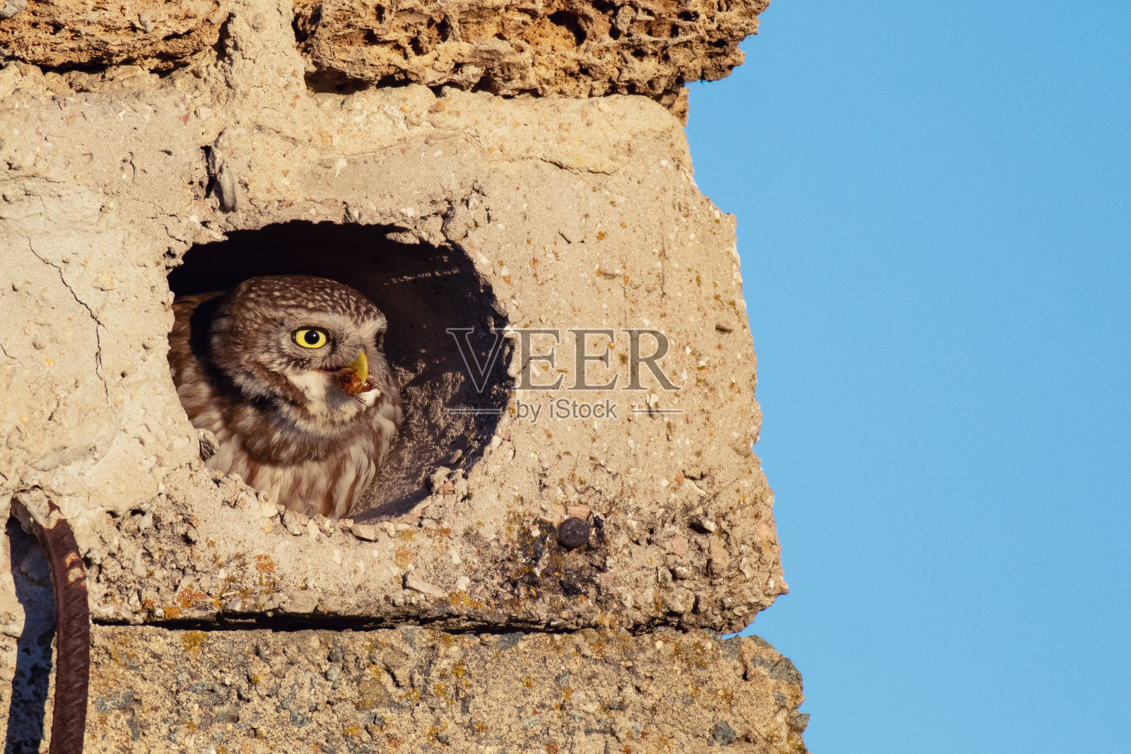小猫头鹰雅典娜诺图亚坐在洞里，嘴里叼着猎物照片摄影图片