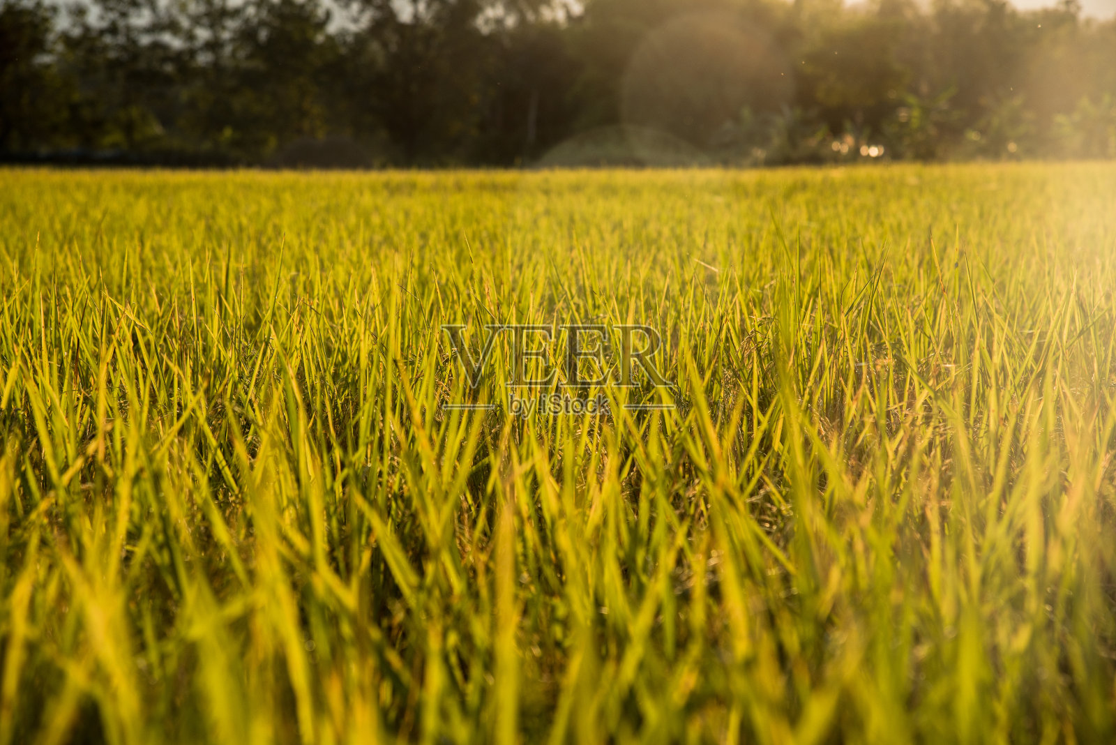 美丽的稻田背后的太阳。照片摄影图片