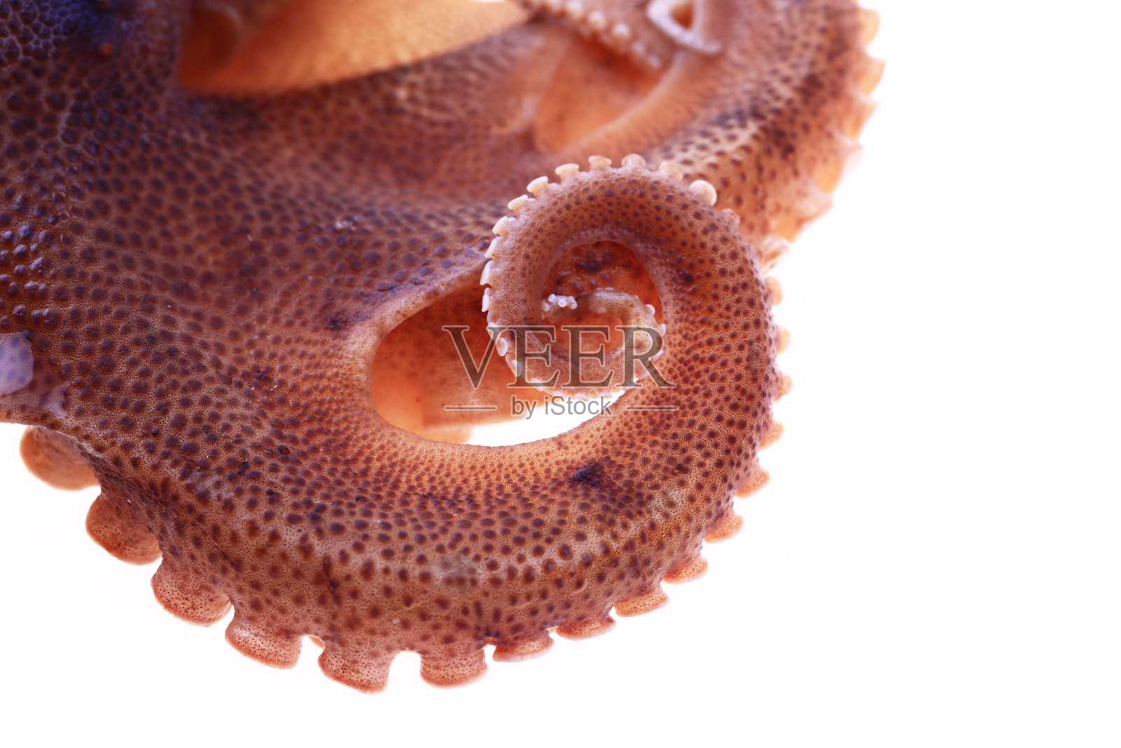 白色背景上的章鱼照片摄影图片