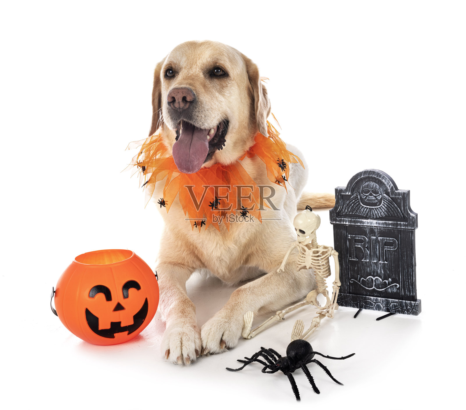 拉布拉多寻回犬照片摄影图片