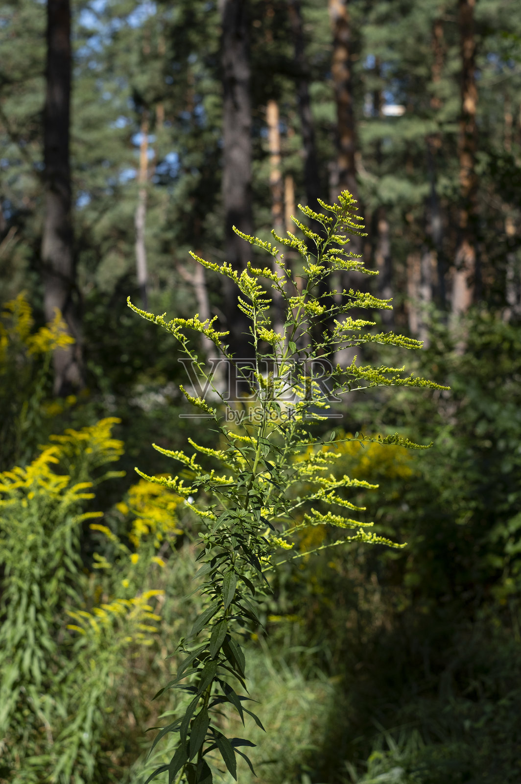 一枝黄花-黄花照片摄影图片