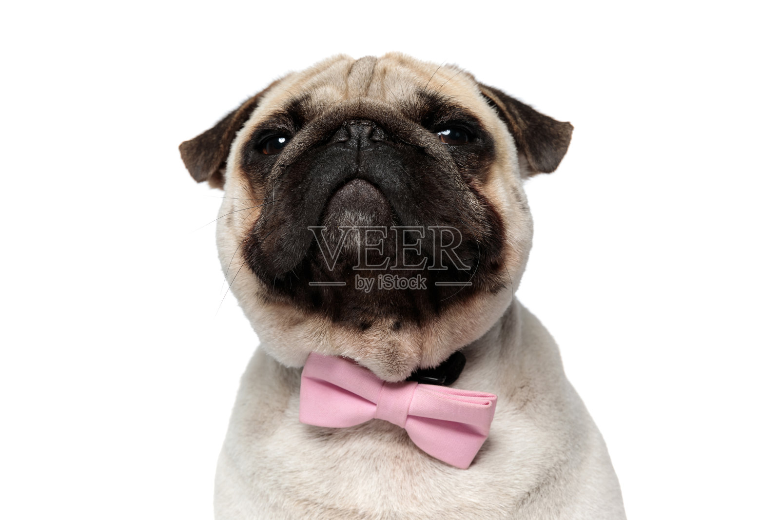 近距离观察可疑的哈巴狗狗戴粉色领结照片摄影图片