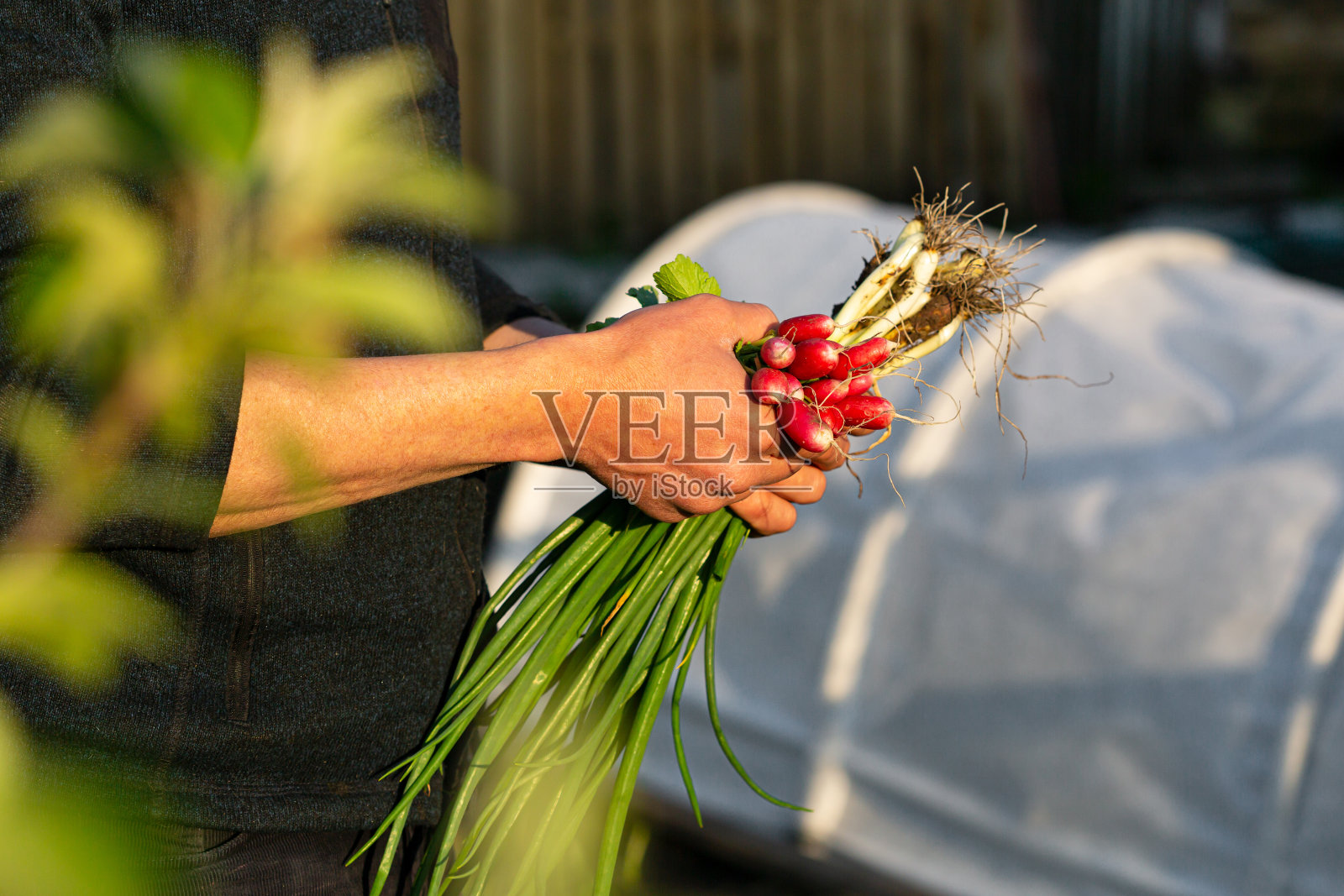 萝卜韭菜抵小温室照片摄影图片
