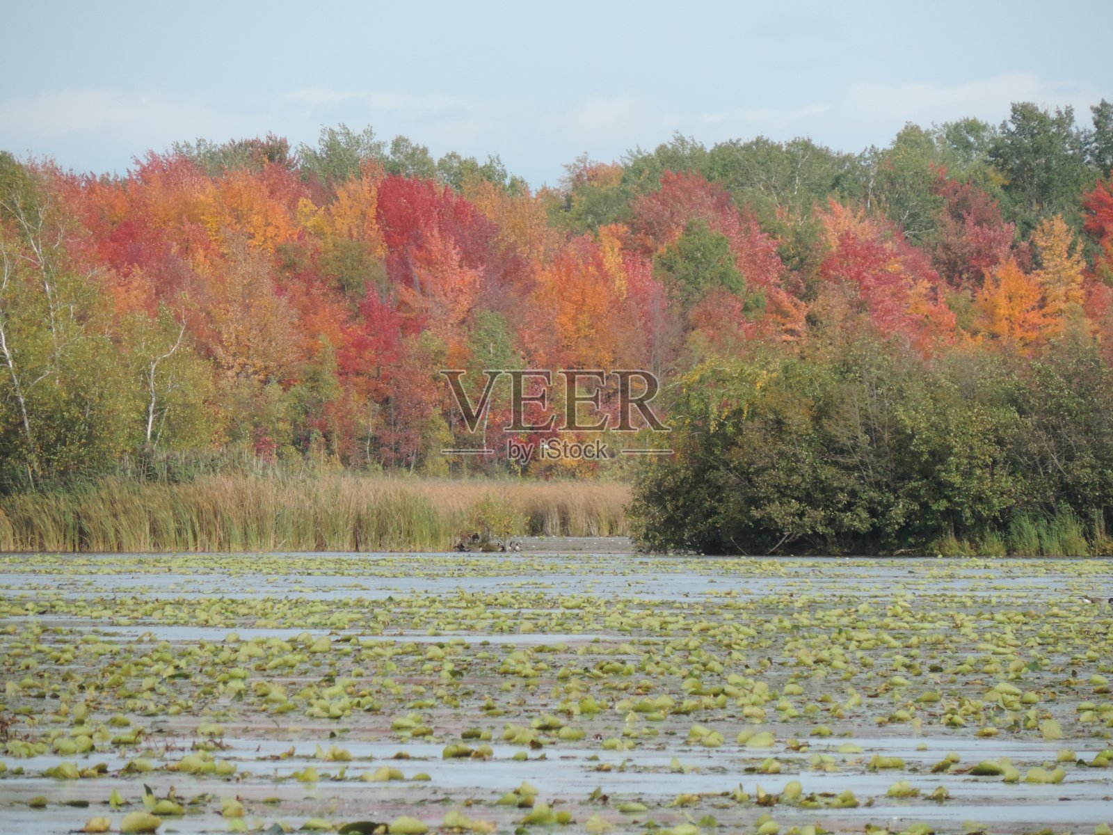 秋天森林里湖边的树木照片摄影图片