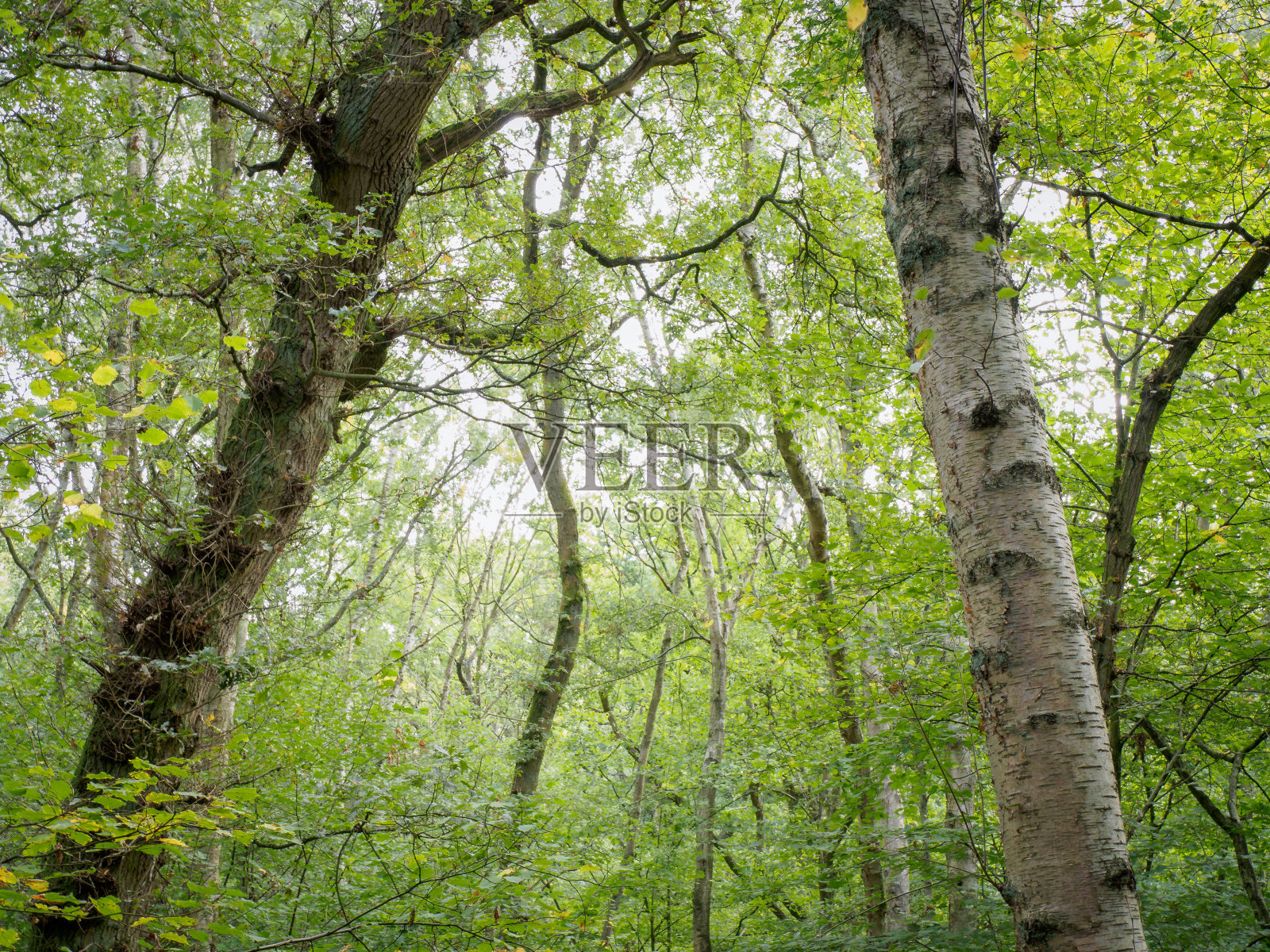 在树林里照片摄影图片