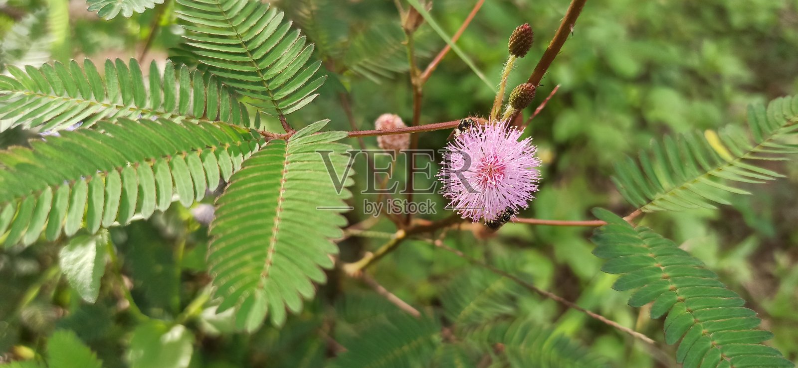 粉红色草花上的图案照片摄影图片