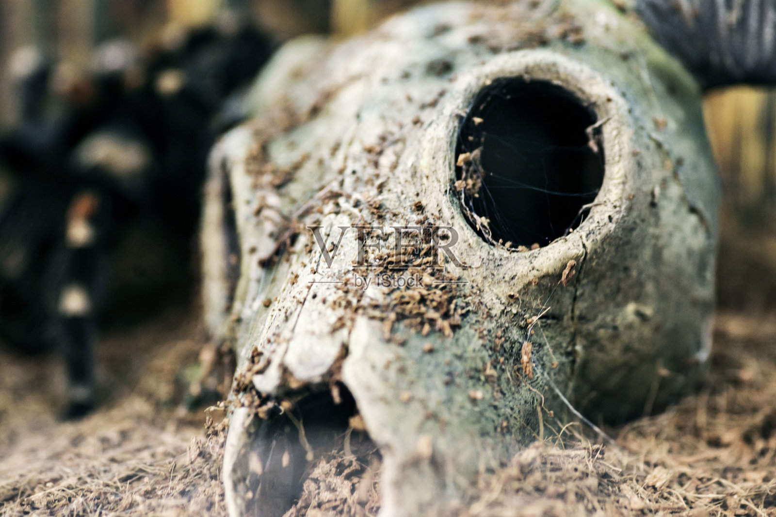 带角的头骨被扔进沙漠。在沙漠的沙子上的干燥的山羊头骨照片摄影图片