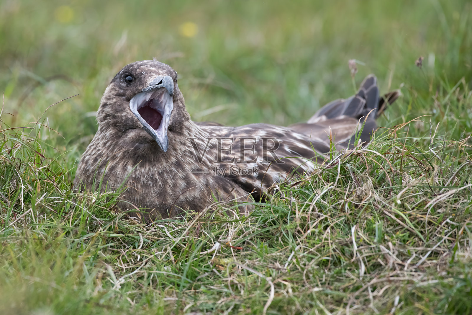 大贼鸥正在筑巢照片摄影图片
