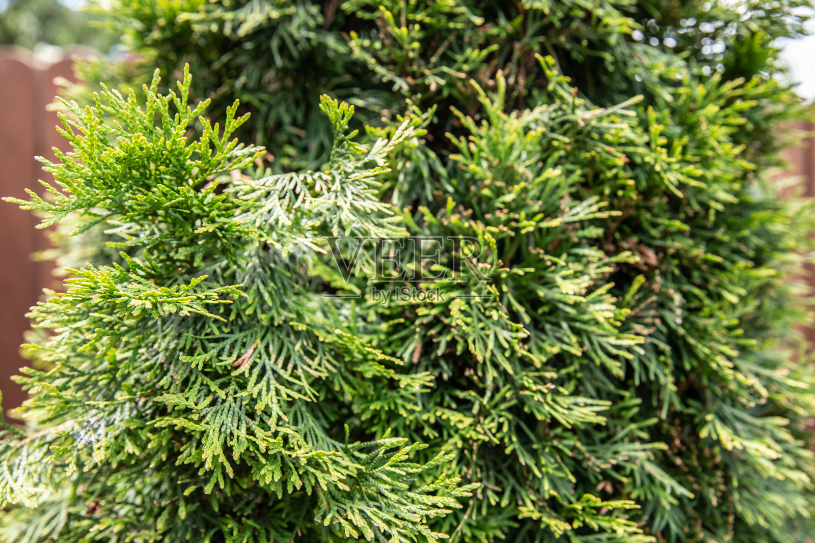 绿色的美丽的花园。夏天的概念照片摄影图片