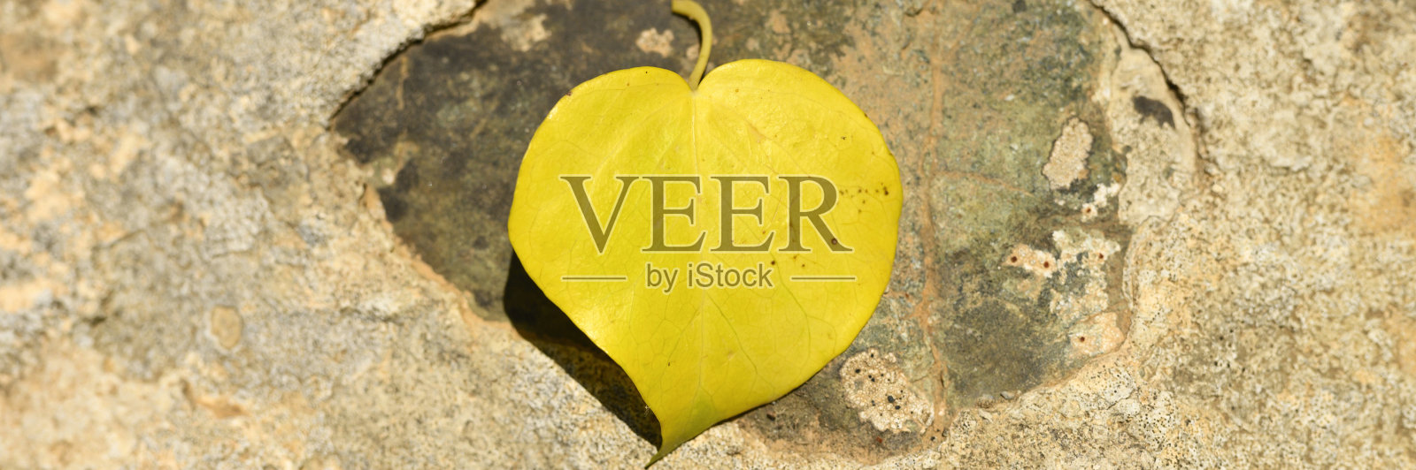 黄色的落叶在石头上的心的形状。横幅照片摄影图片