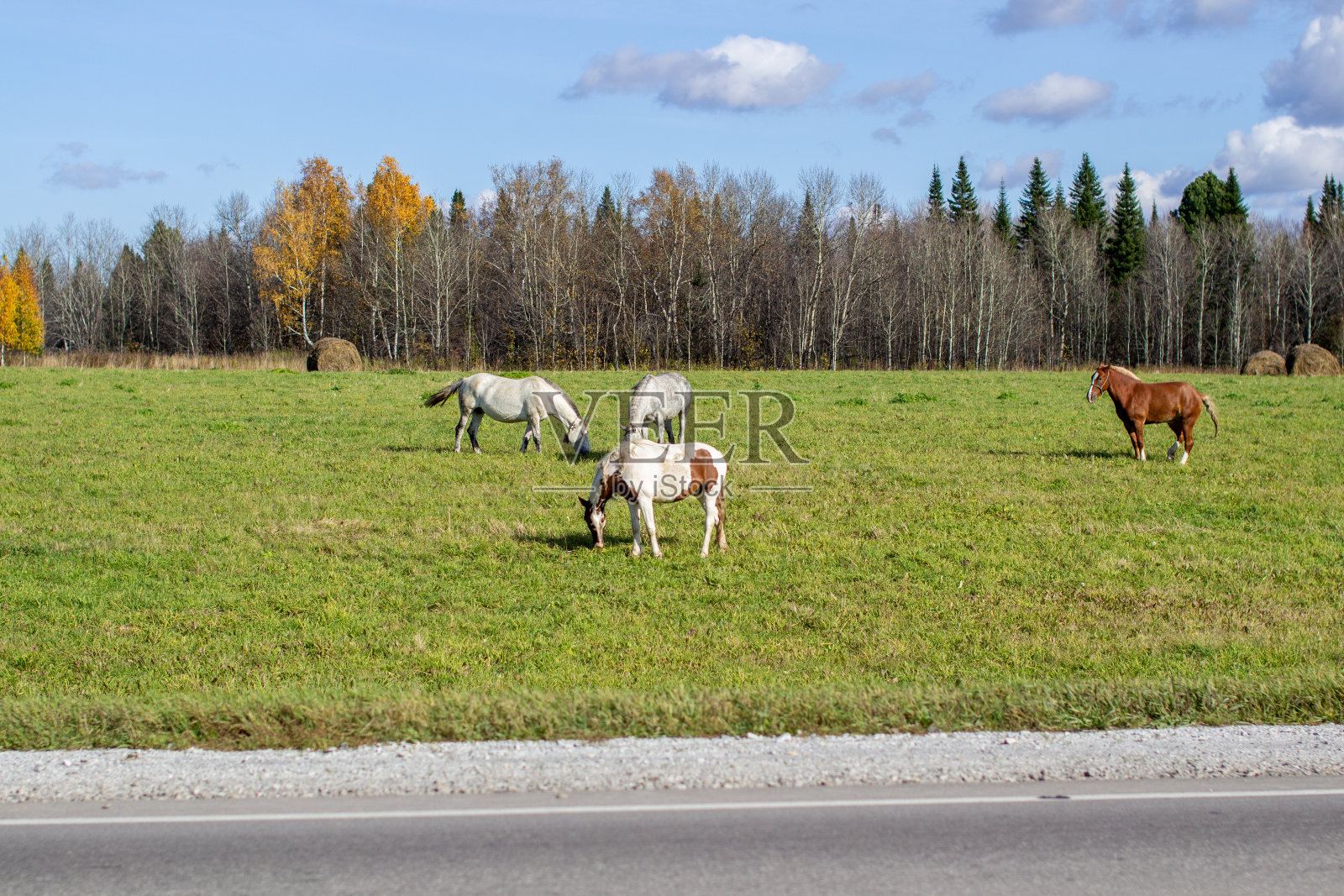 马和母马在一条繁忙的路上吃草。照片摄影图片