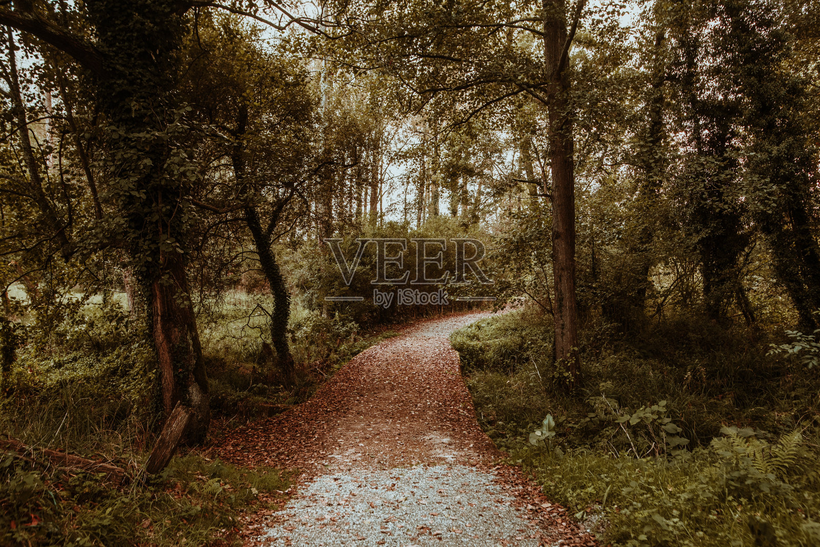 秋天森林里的小路照片摄影图片