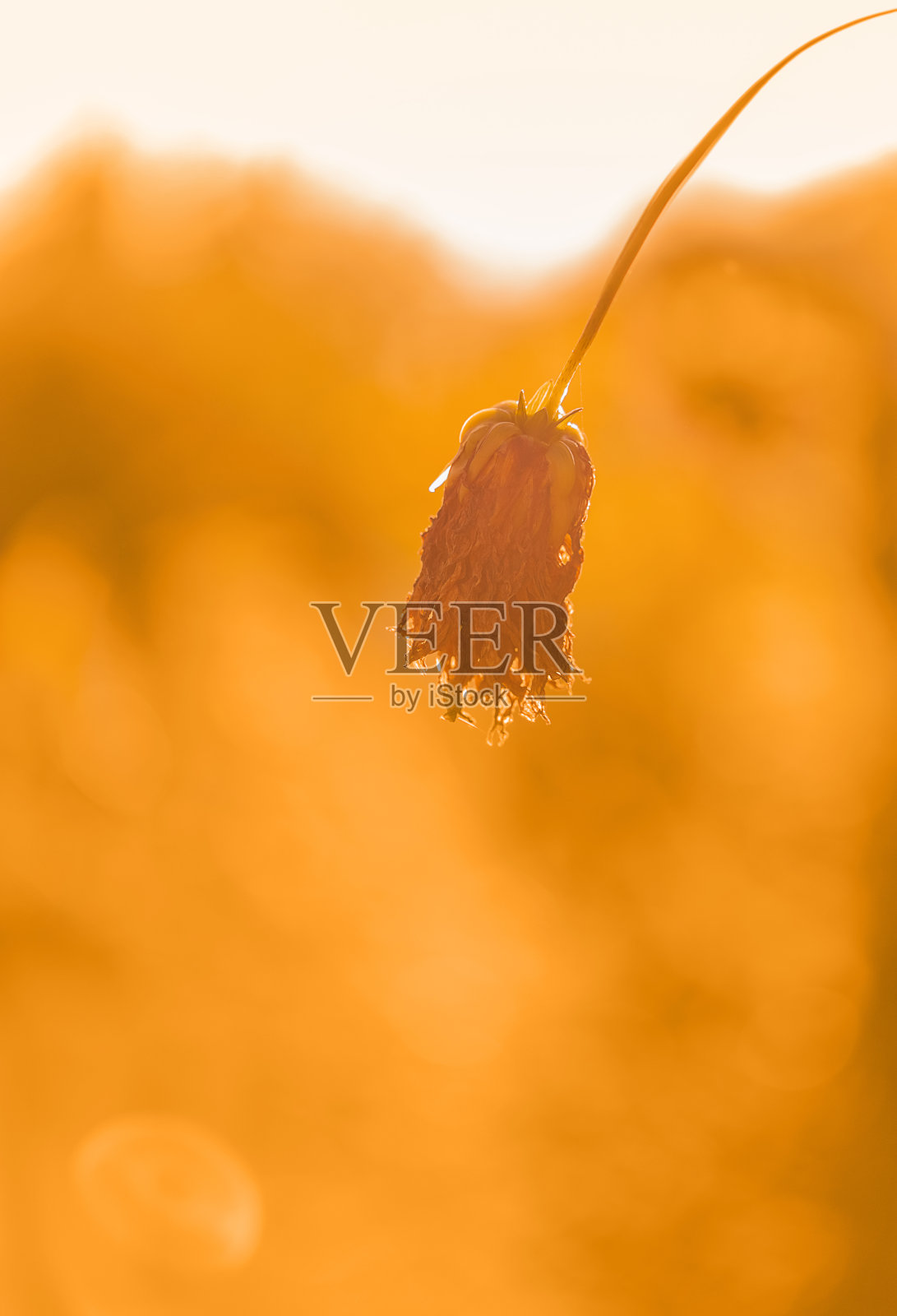 金色背景上的干花。晒干的土豆泥花在阳光下的背景上。宏。副本的空间。照片摄影图片